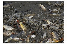  水產養殖過程中溶解氧的重要性