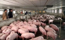  養(yǎng)豬場(chǎng)廢水污泥處理的工藝選擇