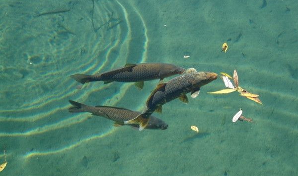 水中溶解氧的測(cè)定影響因素